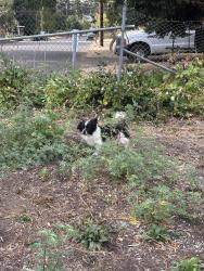 Reunited Male Dog last seen Se Stephens and SE 111th st, Portland, OR, Portland, OR 97216