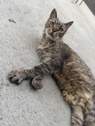 Lost Female Cat last seen 1st and Yarrow, Lakewood, CO 80226