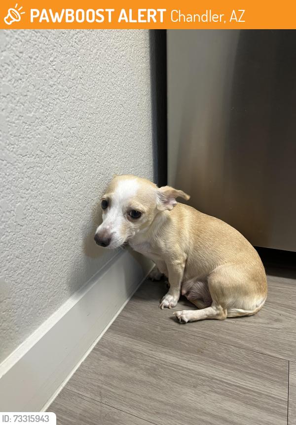 Found/Stray Female Dog last seen Sunshine Valley, Chandler, AZ, Chandler, AZ 85286