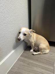 Found/Stray Female Dog last seen Sunshine Valley, Chandler, AZ, Chandler, AZ 85286