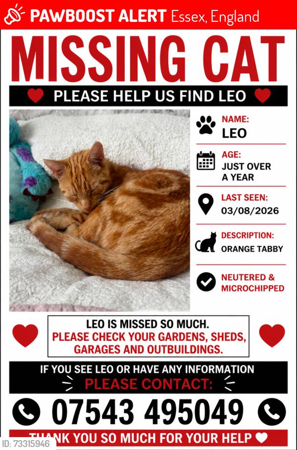 Lost Male Cat last seen Epping primary school, Essex, England 