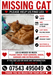 Lost Male Cat last seen Epping primary school, Essex, England 