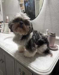 Lost Female Dog last seen Sandía Creek, Riverside County, CA 92590