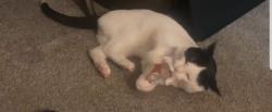 Lost Male Cat last seen English and highway 36, Maplewood, MN 55109