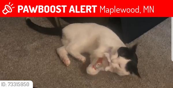 Lost Male Cat last seen English and highway 36, Maplewood, MN 55109