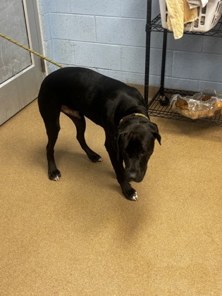 Shelter Stray Male Dog last seen Near Sheridan Rd NE, Atlanta, GA 30324, 30324, GA, 3280 Chamblee Dunwoody Rd, Chamblee, GA 30341, USA