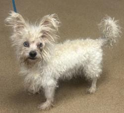 Shelter Stray Male Dog last seen Stone Mountain, 30083, GA, 3280 Chamblee Dunwoody Rd, Chamblee, GA 30341, USA