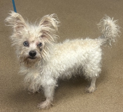 Shelter Stray Male Dog last seen Stone Mountain, 30083, GA, 3280 Chamblee Dunwoody Rd, Chamblee, GA 30341, USA