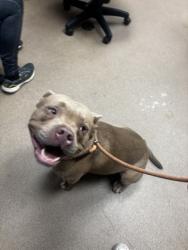 Shelter Stray Male Dog last seen Near Fields Dr Lithonia, 30038, 30038, GA, 3280 Chamblee Dunwoody Rd, Chamblee, GA 30341, USA