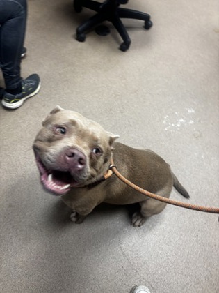 Shelter Stray Male Dog last seen Near Fields Dr Lithonia, 30038, 30038, GA, 3280 Chamblee Dunwoody Rd, Chamblee, GA 30341, USA