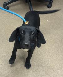 Shelter Stray Male Dog last seen Near Old Mill Trce, 30038, GA, 3280 Chamblee Dunwoody Rd, Chamblee, GA 30341, USA
