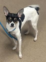 Shelter Stray Male Dog last seen Near Fellswood Drive, 30083, GA, 3280 Chamblee Dunwoody Rd, Chamblee, GA 30341, USA
