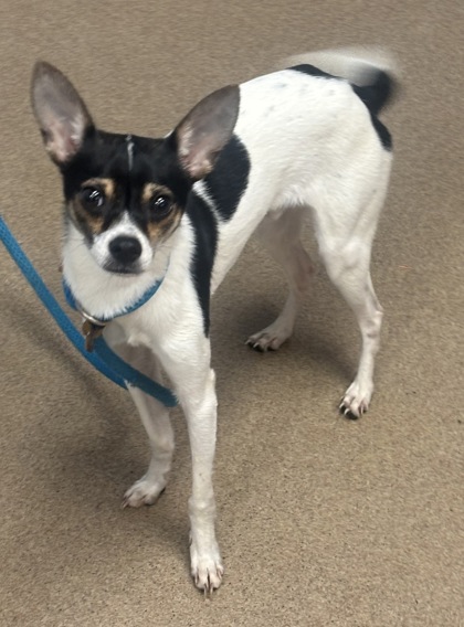 Shelter Stray Male Dog last seen Near Fellswood Drive, 30083, GA, 3280 Chamblee Dunwoody Rd, Chamblee, GA 30341, USA