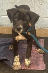 Shelter Stray Female Dog last seen Near Ridgeland Drive, 30032, GA, 3280 Chamblee Dunwoody Rd, Chamblee, GA 30341, USA