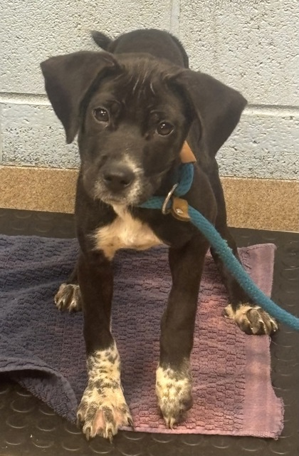 Shelter Stray Female Dog last seen Near Ridgeland Drive, 30032, GA, 3280 Chamblee Dunwoody Rd, Chamblee, GA 30341, USA