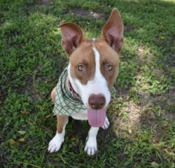 Shelter Stray Male Dog last seen W Baghdad St, Dunnellon,, 4030 S Airport Rd, Inverness, FL 34450, USA