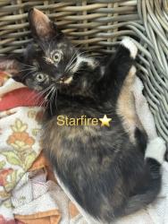 Shelter Stray Female Cat last seen Near Ballina Drive, 30034, GA, 3280 Chamblee Dunwoody Rd, Chamblee, GA 30341, USA