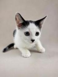 Shelter Stray Male Cat last seen Quail Roost Dr, Inverness, FL, 4030 S Airport Rd, Inverness, FL 34450, USA