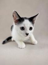 Shelter Stray Male Cat last seen Quail Roost Dr, Inverness, FL, 4030 S Airport Rd, Inverness, FL 34450, USA