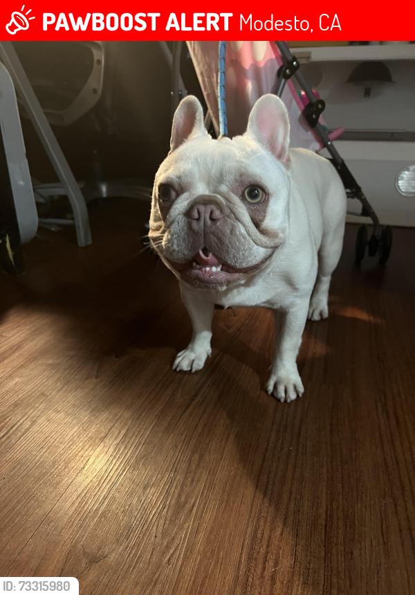 Lost Female Dog last seen Riesling Dr, Modesto, CA 95351