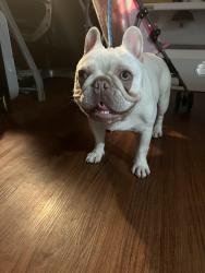 Lost Female Dog last seen Riesling Dr, Modesto, CA 95351
