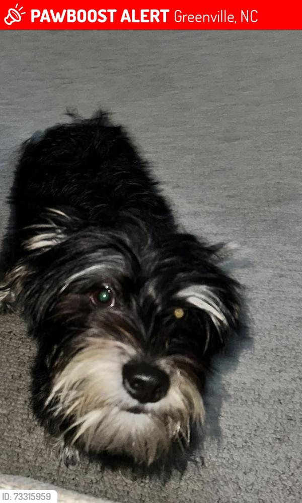 Lost Male Dog last seen Between Evans Street and Arlington Blvd, Greenville, NC 27858