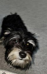 Lost Male Dog last seen Between Evans Street and Arlington Blvd, Greenville, NC 27858