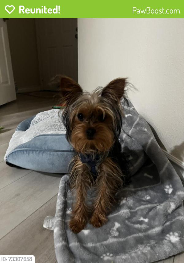 Reunited Male Dog last seen Runnymede and Oso, Los Angeles, CA 91306