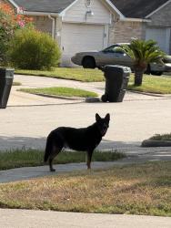 Found/Stray Unknown Dog last seen Westbranch Neighborhood, Houston, TX 77041