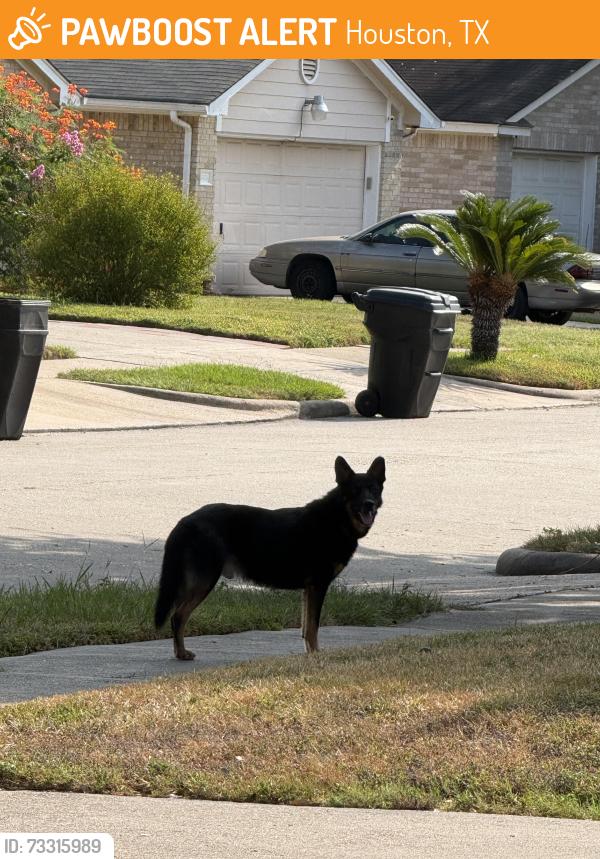 Found/Stray Unknown Dog last seen Westbranch Neighborhood, Houston, TX 77041