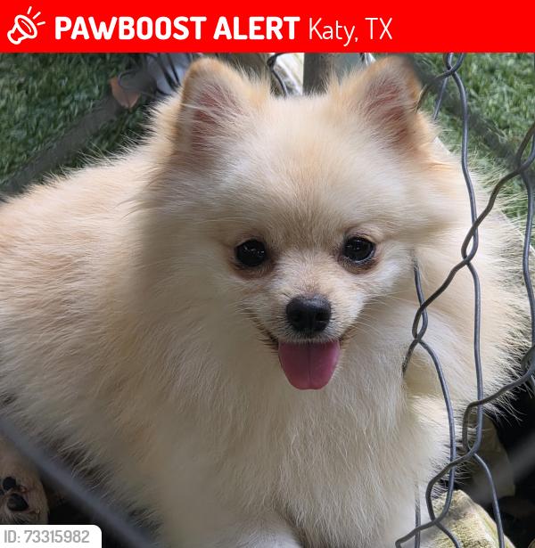 Lost Male Dog last seen Windsand dr katy tx, Katy, TX 77449