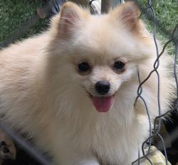 Lost Male Dog last seen Windsand dr katy tx, Katy, TX 77449