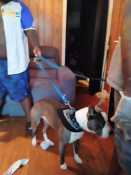 Lost Male Dog last seen Near Pinckney Street, Easley, SC 29641