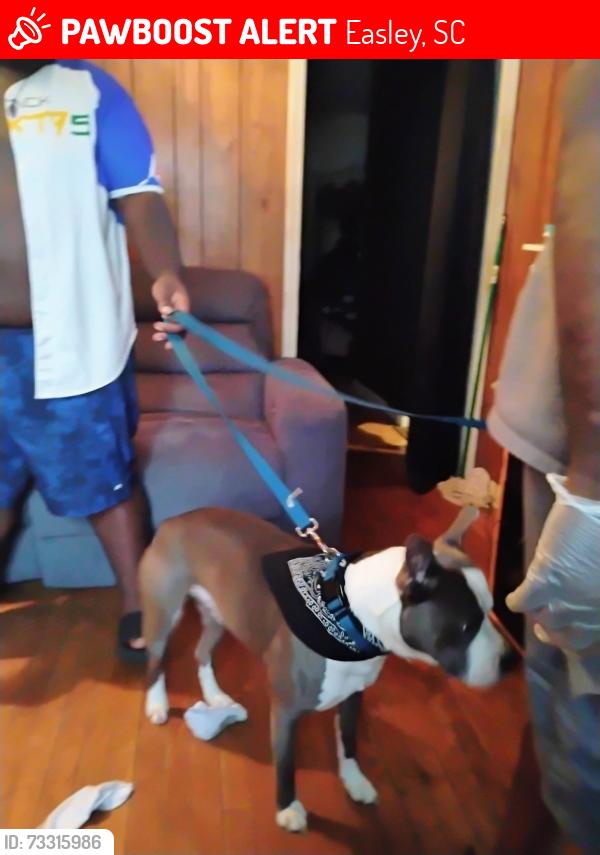 Lost Male Dog last seen Near Pinckney Street, Easley, SC 29641