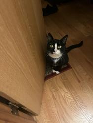 Reunited Male Cat last seen 53rd between Stark and Burnside, Portland, OR 97215