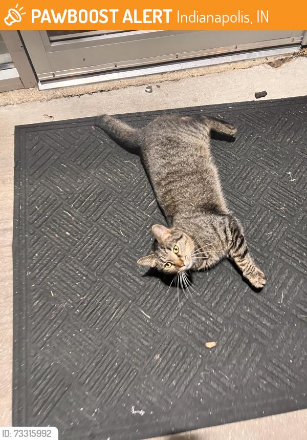 Found/Stray Female Cat last seen High school road, Indianapolis, IN 46254