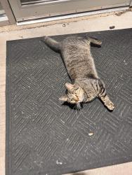 Found/Stray Female Cat last seen High school road, Indianapolis, IN 46254