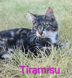 Shelter Stray Female Cat last seen 282nd / Powell Valley, GRESHAM, OR, 97080, 1700 W Historic Columbia River Hwy, Troutdale, OR 97060, USA