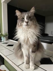 Reunited Male Cat last seen W Danbury Dr Between 37th Ave and 39th Ave, Glendale, AZ 85308