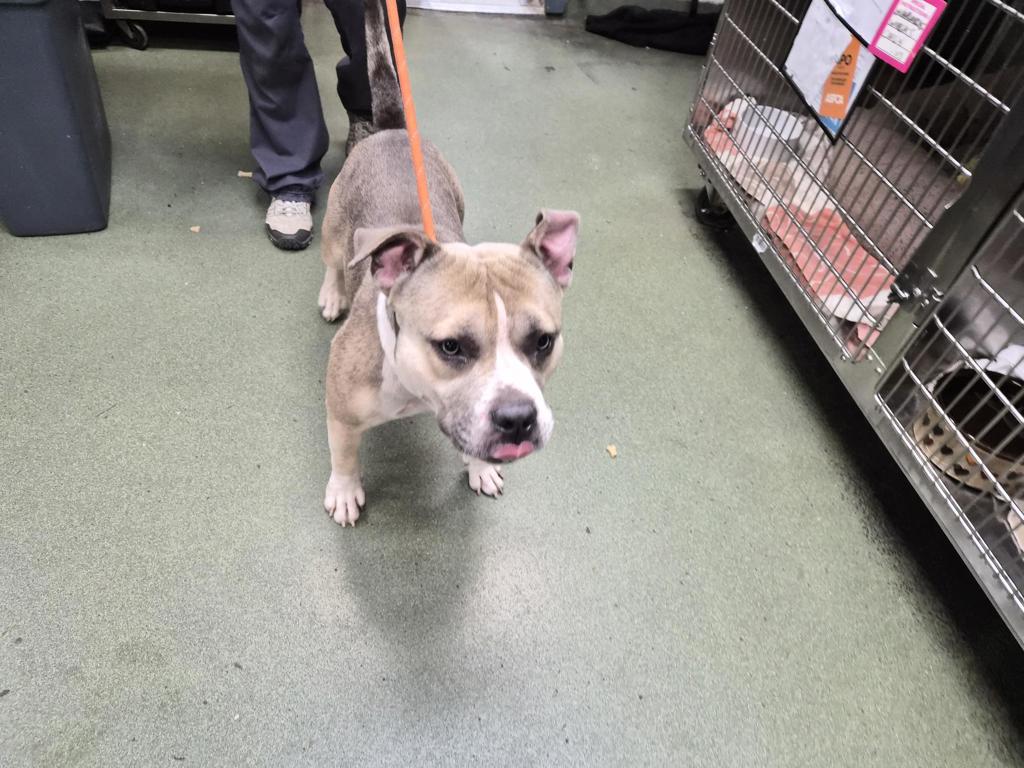Shelter Stray Male Dog last seen Apt 5E,720 Tiffany Street, BRONX, NY, 10474, 326 E 110th St, New York, NY 10029, USA