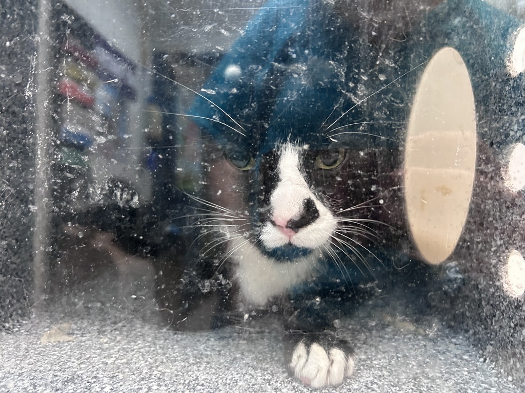 Shelter Stray Male Cat last seen Franz Sigel Park, BRONX, NY, 10451, 326 E 110th St, New York, NY 10029, USA