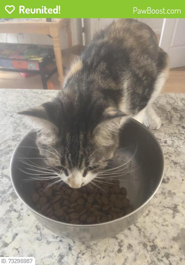 Reunited Female Cat last seen Berwick town hall, Berwick, ME 03901