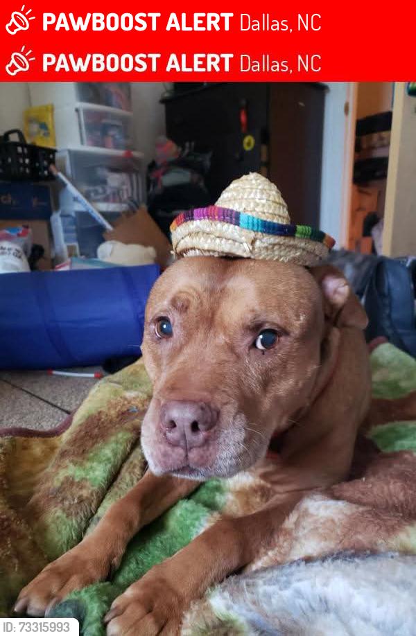 Lost Female Dog last seen Briarwood circle and Robinson-clemmer rd, Dallas, NC 28034