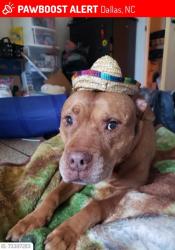 Lost Female Dog last seen Briarwood circle and Robinson-clemmer rd, Dallas, NC 28034