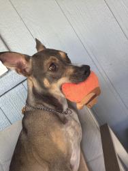 Reunited Male Dog last seen 164th & highacres, Palmdale, CA 93591