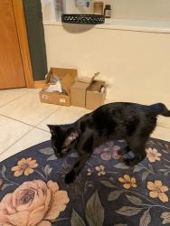 Reunited Female Cat last seen W Cole St, Battlefield MO, Battlefield, MO 65619