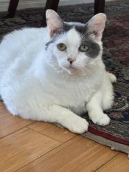 Lost Female Cat last seen Puddingstone Drive, San Dimas, CA 91773