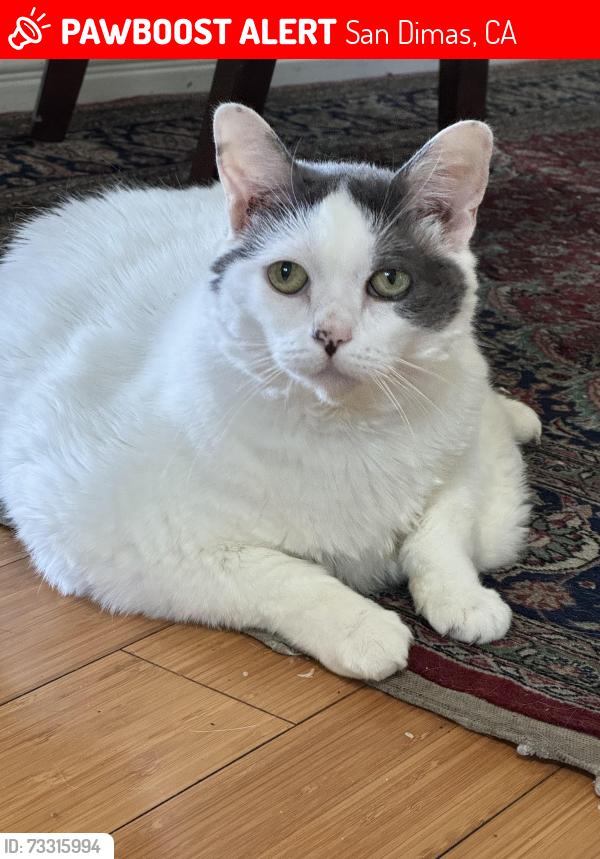 Lost Female Cat last seen Puddingstone Drive, San Dimas, CA 91773