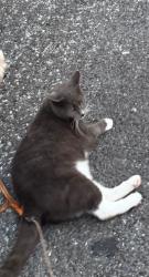 Reunited Female Cat last seen Near, Raleigh, NC 27603