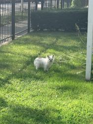 Found/Stray Unknown Dog last seen Winthrop Ave and Thorndale, Chicago, IL 60660